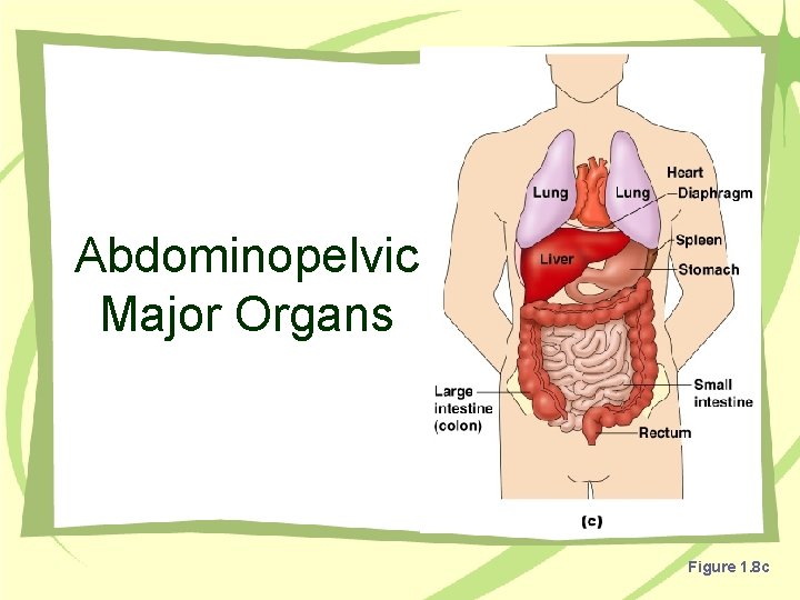 Abdominopelvic Major Organs Figure 1. 8 c 