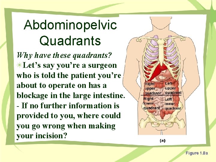 Abdominopelvic Quadrants Why have these quadrants? Let’s say you’re a surgeon who is told