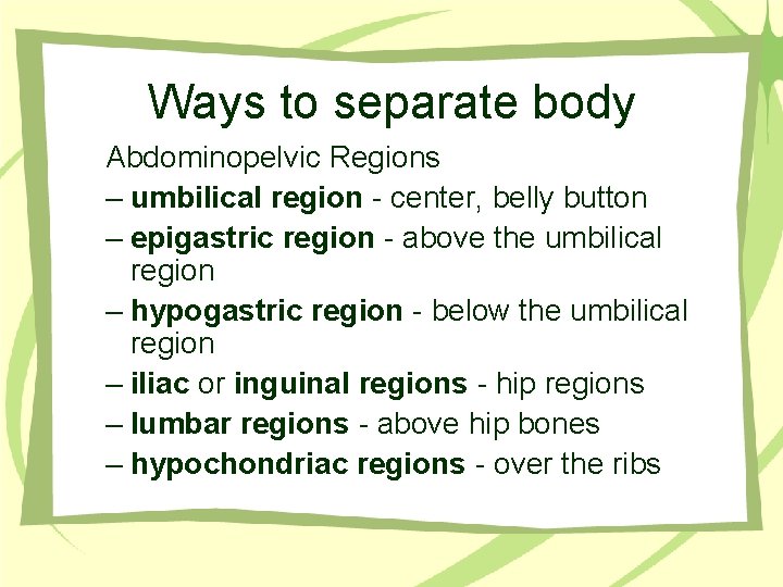 Ways to separate body Abdominopelvic Regions – umbilical region - center, belly button –