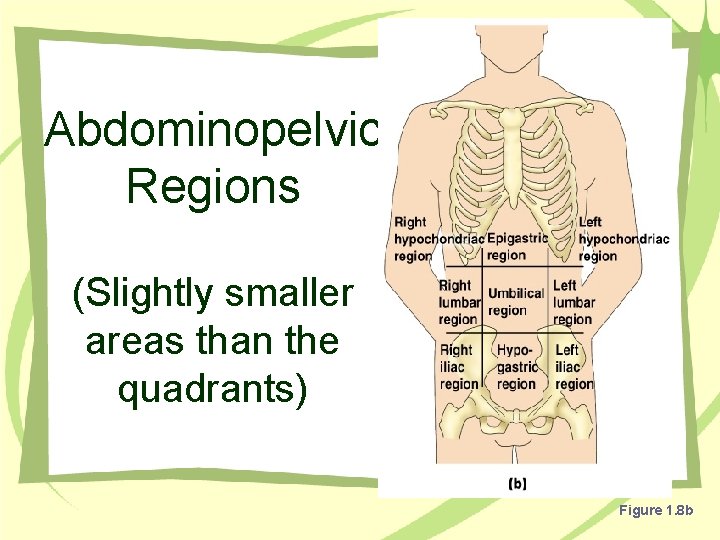 Abdominopelvic Regions (Slightly smaller areas than the quadrants) Figure 1. 8 b 