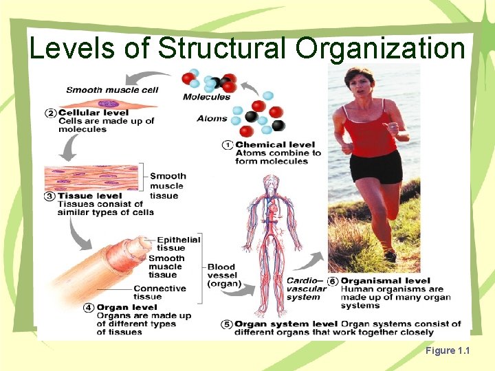Levels of Structural Organization Figure 1. 1 
