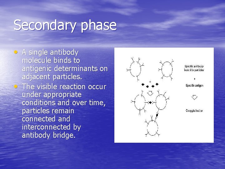 Secondary phase • A single antibody • molecule binds to antigenic determinants on adjacent