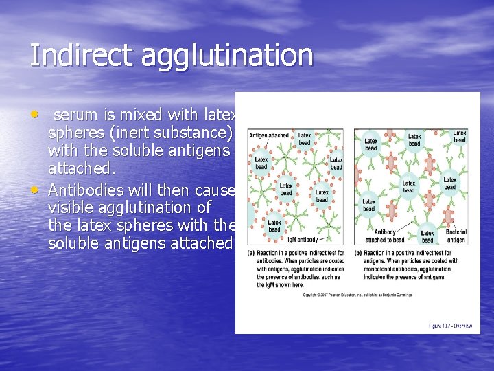 Indirect agglutination • serum is mixed with latex • spheres (inert substance) with the