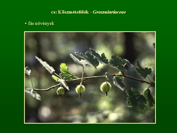 cs: Köszmétefélék - Grossulariaceae • fás növények 