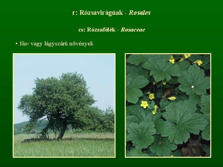 r: Rózsavirágúak - Rosales cs: Rózsafélék - Rosaceae • fás- vagy lágyszárú növények 