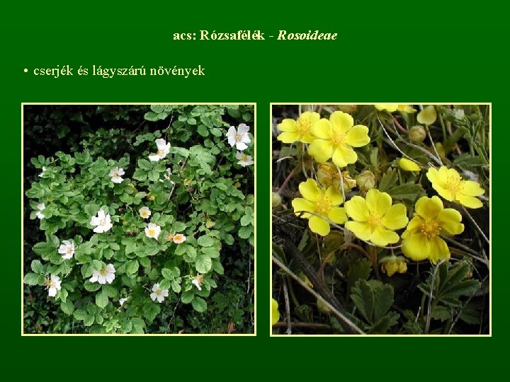 acs: Rózsafélék - Rosoideae • cserjék és lágyszárú növények 