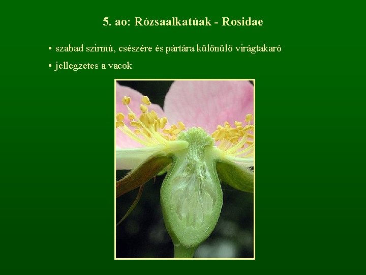 5. ao: Rózsaalkatúak - Rosidae • szabad szirmú, csészére és pártára különülő virágtakaró •