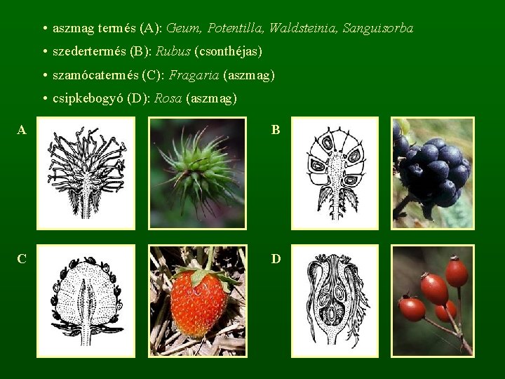  • aszmag termés (A): Geum, Potentilla, Waldsteinia, Sanguisorba • szedertermés (B): Rubus (csonthéjas)