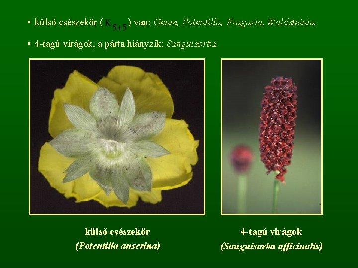  • külső csészekör ( ) van: Geum, Potentilla, Fragaria, Waldsteinia • 4 -tagú