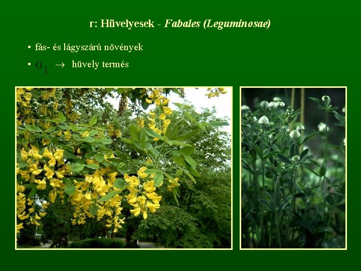 r: Hüvelyesek - Fabales (Leguminosae) • fás- és lágyszárú növények • hüvely termés 