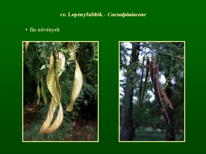 cs: Lepényfafélék - Caesalpiniaceae • fás növények 