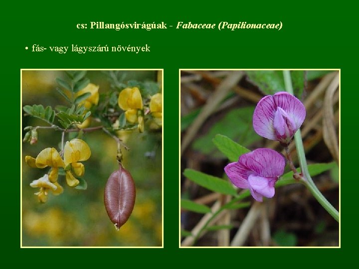 cs: Pillangósvirágúak - Fabaceae (Papilionaceae) • fás- vagy lágyszárú növények 