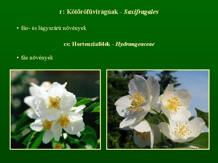 r: Kőtörőfűvirágúak - Saxifragales • fás- és lágyszárú növények cs: Hortenziafélék - Hydrangeaceae •