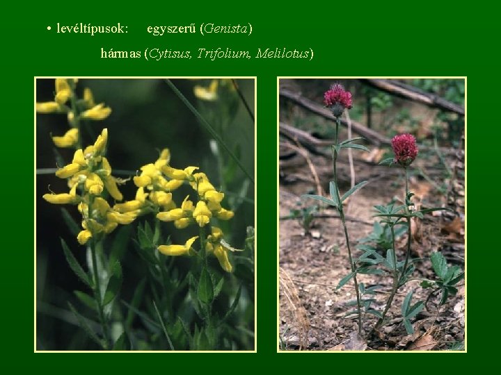  • levéltípusok: egyszerű (Genista) hármas (Cytisus, Trifolium, Melilotus) 