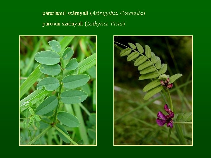 páratlanul szárnyalt (Astragalus, Coronilla) párosan szárnyalt (Lathyrus, Vicia) 