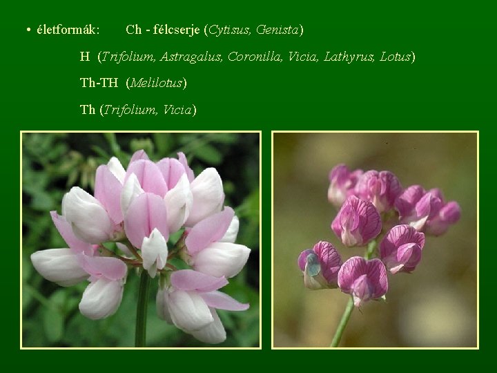  • életformák: Ch - félcserje (Cytisus, Genista) H (Trifolium, Astragalus, Coronilla, Vicia, Lathyrus,