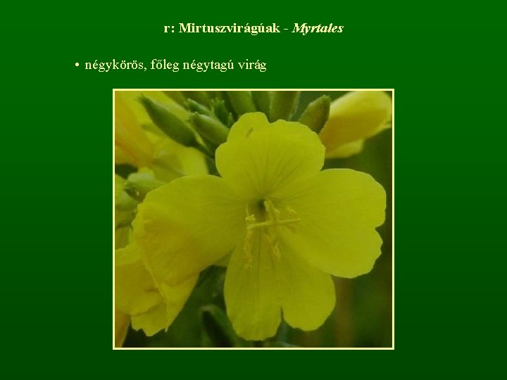 r: Mirtuszvirágúak - Myrtales • négykörös, főleg négytagú virág 