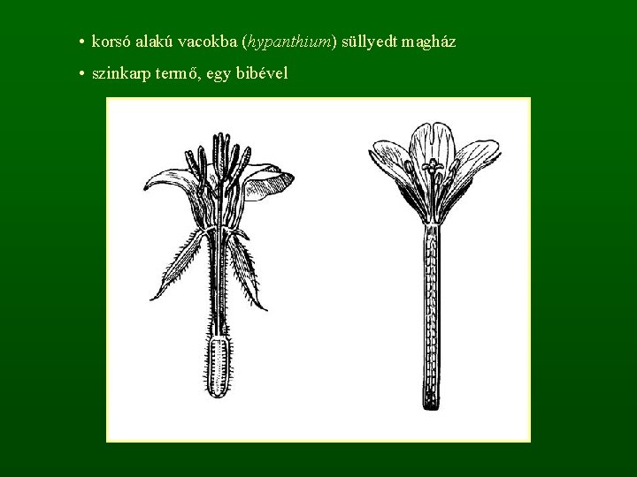  • korsó alakú vacokba (hypanthium) süllyedt magház • szinkarp termő, egy bibével 