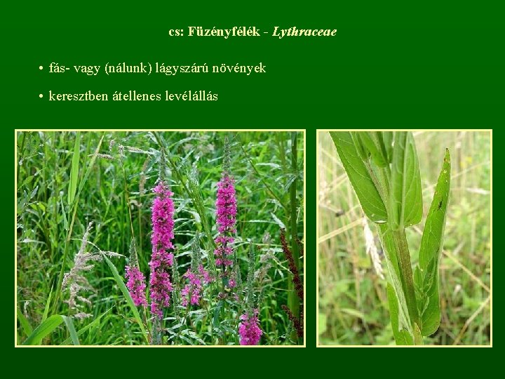 cs: Füzényfélék - Lythraceae • fás- vagy (nálunk) lágyszárú növények • keresztben átellenes levélállás