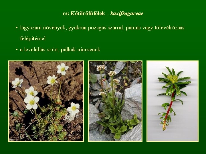 cs: Kőtörőfűfélék - Saxifragaceae • lágyszárú növények, gyakran pozsgás szárral, párnás vagy tőlevélrózsás felépítéssel