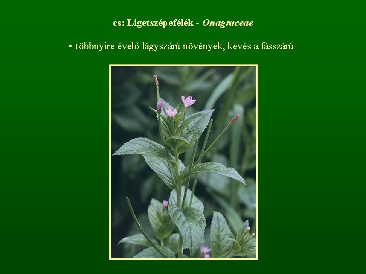 cs: Ligetszépefélék - Onagraceae • többnyire évelő lágyszárú növények, kevés a fásszárú 