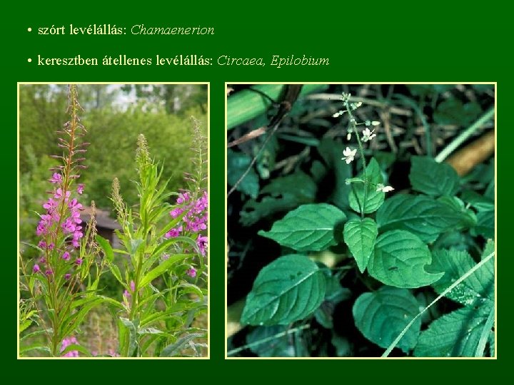  • szórt levélállás: Chamaenerion • keresztben átellenes levélállás: Circaea, Epilobium 