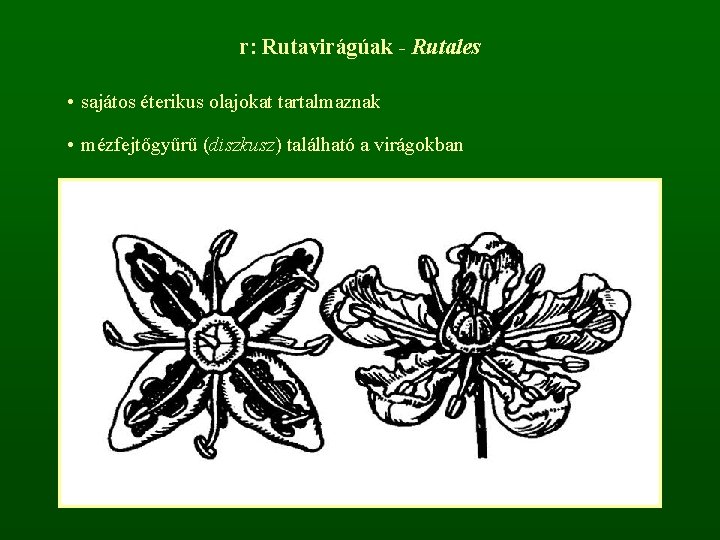 r: Rutavirágúak - Rutales • sajátos éterikus olajokat tartalmaznak • mézfejtőgyűrű (diszkusz) található a