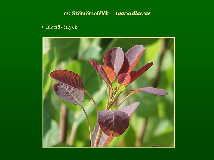 cs: Szömörcefélék - Anacardiaceae • fás növények 