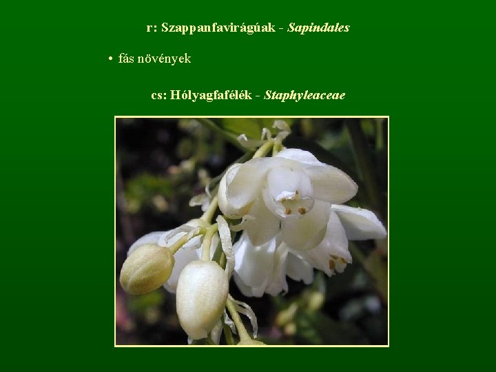 r: Szappanfavirágúak - Sapindales • fás növények cs: Hólyagfafélék - Staphyleaceae 