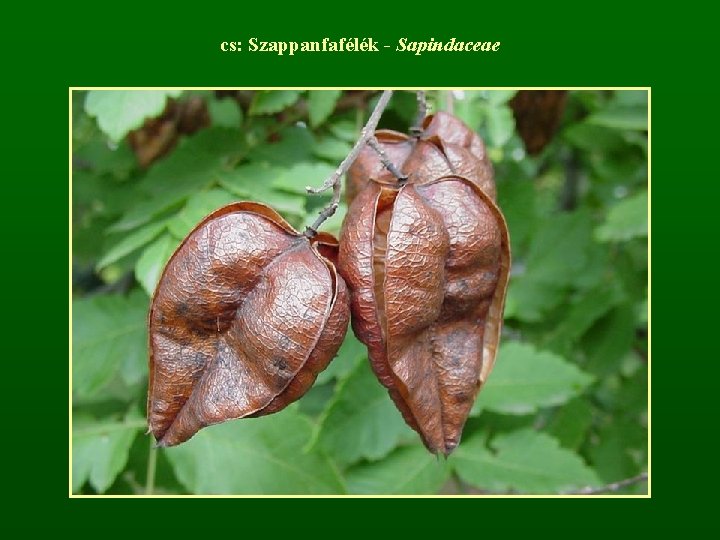 cs: Szappanfafélék - Sapindaceae 