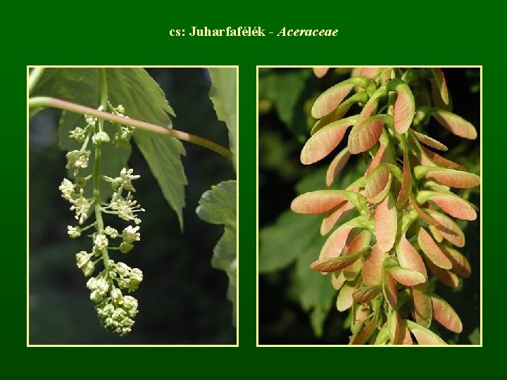 cs: Juharfafélék - Aceraceae 