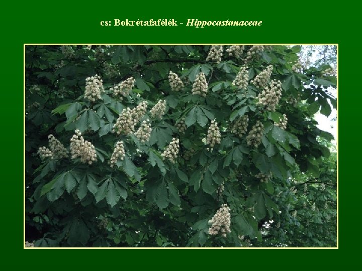 cs: Bokrétafafélék - Hippocastanaceae 