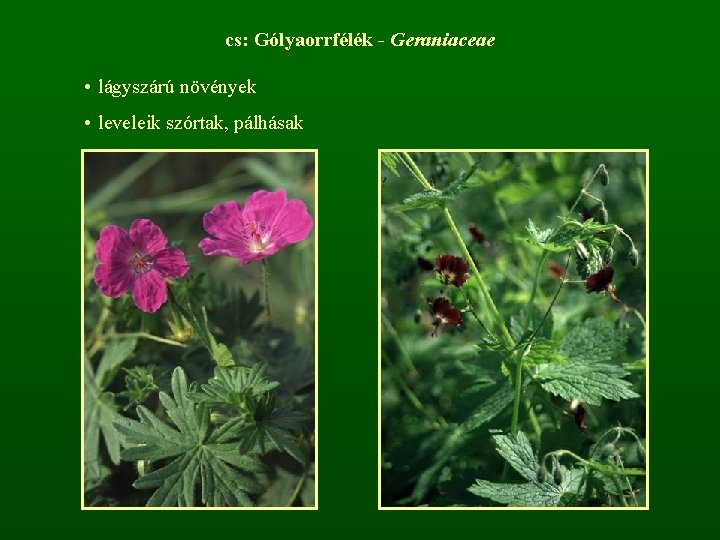 cs: Gólyaorrfélék - Geraniaceae • lágyszárú növények • leveleik szórtak, pálhásak 