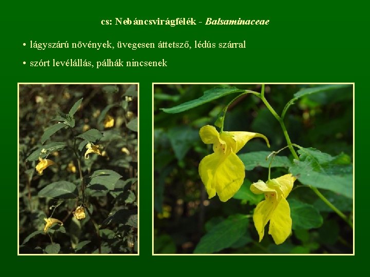 cs: Nebáncsvirágfélék - Balsaminaceae • lágyszárú növények, üvegesen áttetsző, lédús szárral • szórt levélállás,