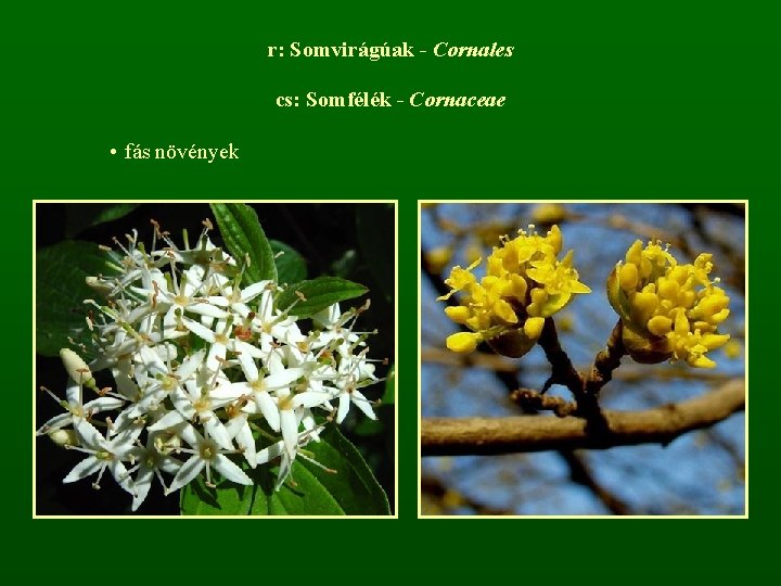 r: Somvirágúak - Cornales cs: Somfélék - Cornaceae • fás növények 