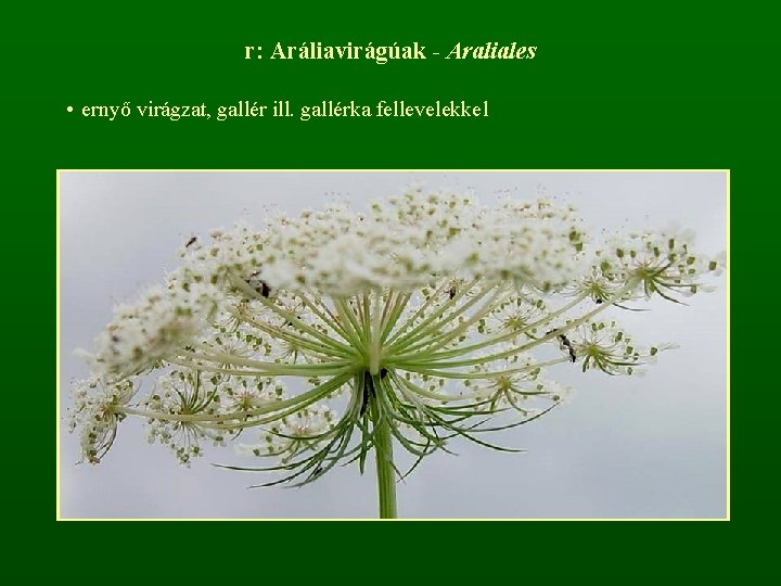 r: Aráliavirágúak - Araliales • ernyő virágzat, gallér ill. gallérka fellevelekkel 