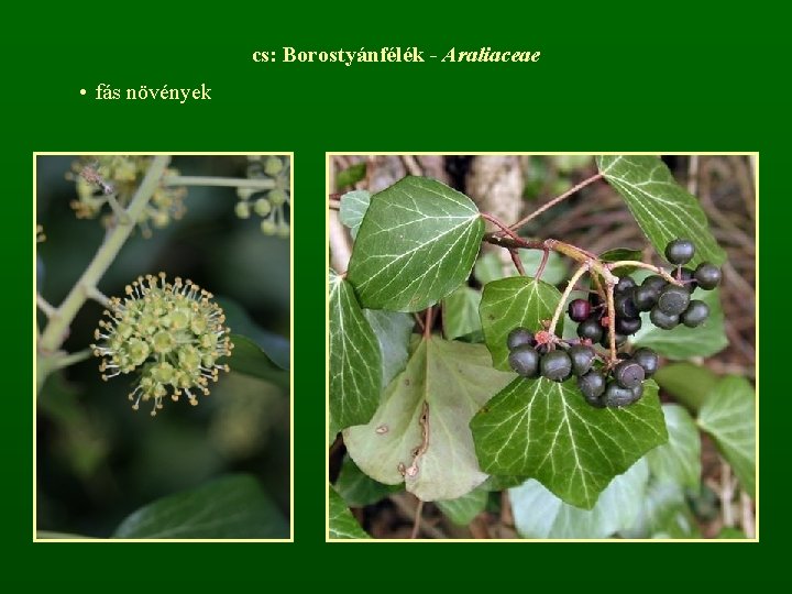 cs: Borostyánfélék - Araliaceae • fás növények 