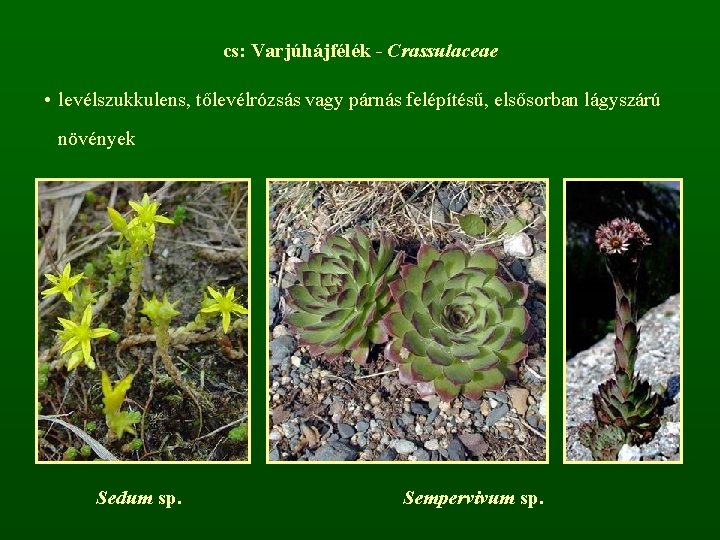 cs: Varjúhájfélék - Crassulaceae • levélszukkulens, tőlevélrózsás vagy párnás felépítésű, elsősorban lágyszárú növények Sedum