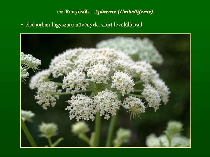 cs: Ernyősök - Apiaceae (Umbelliferae) • elsősorban lágyszárú növények, szórt levélállással 