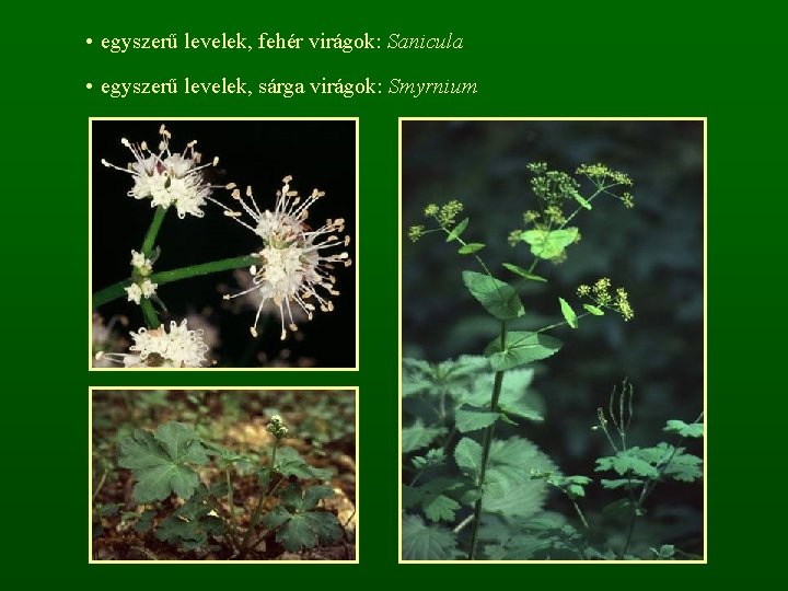  • egyszerű levelek, fehér virágok: Sanicula • egyszerű levelek, sárga virágok: Smyrnium 