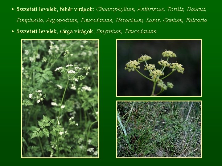  • összetett levelek, fehér virágok: Chaerophyllum, Anthriscus, Torilis, Daucus, Pimpinella, Aegopodium, Peucedanum, Heracleum,