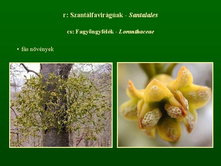 r: Szantálfavirágúak - Santalales cs: Fagyöngyfélék - Loranthaceae • fás növények 