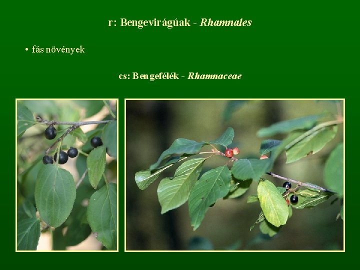 r: Bengevirágúak - Rhamnales • fás növények cs: Bengefélék - Rhamnaceae 