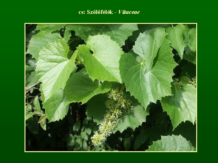 cs: Szőlőfélék - Vitaceae 