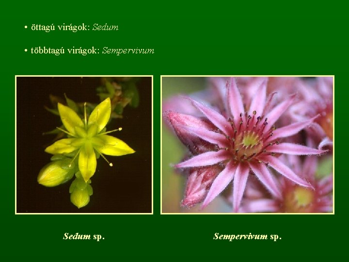  • öttagú virágok: Sedum • többtagú virágok: Sempervivum Sedum sp. Sempervivum sp. 