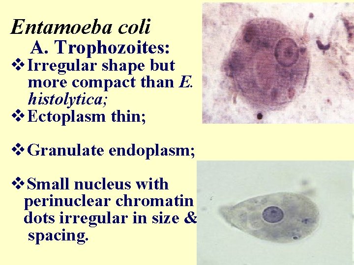 Entamoeba coli A. Trophozoites: v. Irregular shape but more compact than E. histolytica; v.