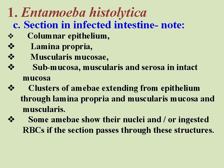 1. Entamoeba histolytica c. Section in infected intestine- note: v v v Columnar epithelium,