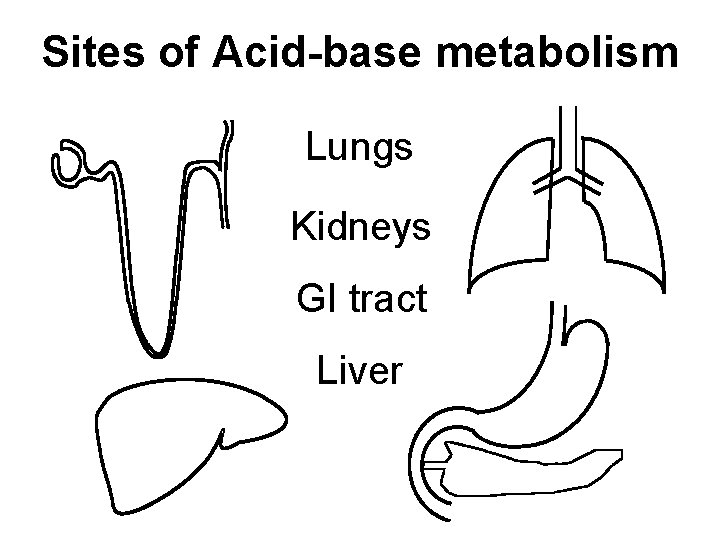 Sites of Acid-base metabolism Lungs Kidneys GI tract Liver 