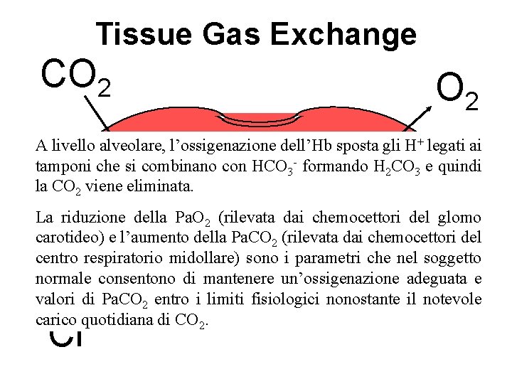 Tissue Gas Exchange CO 2 CO A livello alveolare, l’ossigenazione dell’Hb sposta gli H+