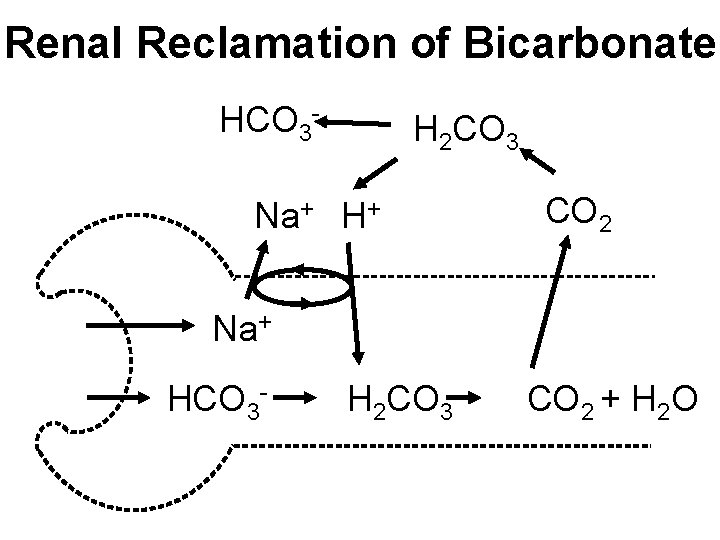 Renal Reclamation of Bicarbonate HCO 3 - H 2 CO 3 Na+ H+ CO